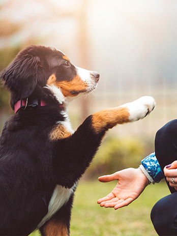 dog-training